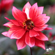 Darkarin Dahlia Knöl