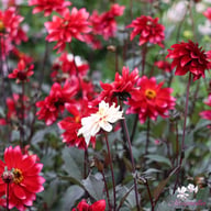 Darkarin Dahlia Knöl