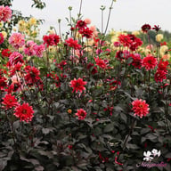 Darkarin Dahlia Knöl