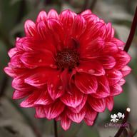 Darkarin Dahlia Knöl