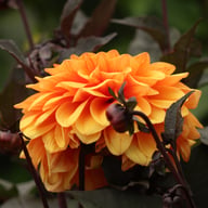 David Howard Dahlia Knöl