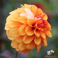 David Howard Dahlia Tuber