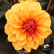 David Howard Dahlia Tuber