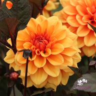 David Howard Dahlia Tuber