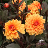 David Howard Dahlia Tuber