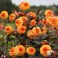 David Howard Dahlia Tuber