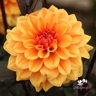 David Howard Dahlia Tuber