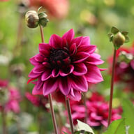 Davina Michelle Dahlia Tuber