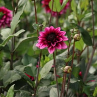 Davina Michelle Dahlia Tuber