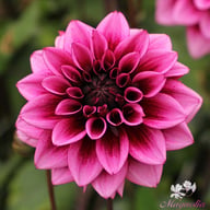 Davina Michelle Dahlia Tuber