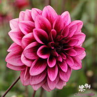 Davina Michelle Dahlia Tuber