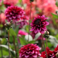 Davina Michelle Dahlia Tuber
