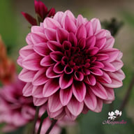 Davina Michelle Dahlia Tuber