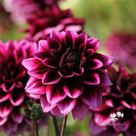 Davina Michelle Dahlia Tuber