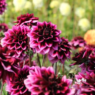 Davina Michelle Dahlia Tuber