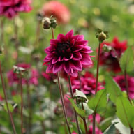 Davina Michelle Dahlia Tuber