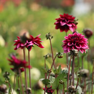 Davina Michelle Dahlia Tuber