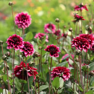 Davina Michelle Dahlia Tuber