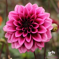 Davina Michelle Dahlia Tuber
