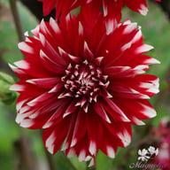 Davos Dahlia Tuber