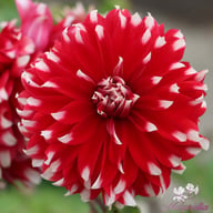 Davos Dahlia Tuber