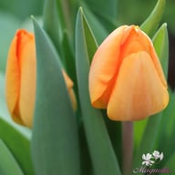 Daydream Tulip Bulbs