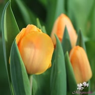 Daydream Tulip Bulbs