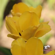 Daydream Tulip Bulbs