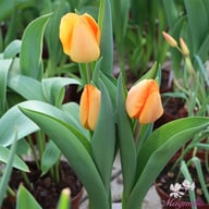 Daydream Tulip Bulbs