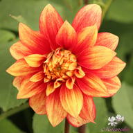 Dazzling Magic Dahlia Knöl