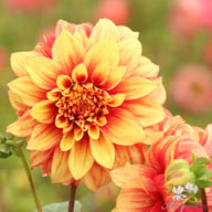 Dazzling Magic Dahlia Knöl