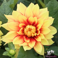 Dazzling Magic Dahlia Knöl