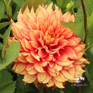 Dazzling Magic Dahlia Knöl