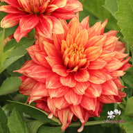 Dazzling Magic Dahlia Knöl