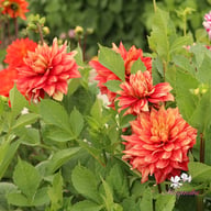 Dazzling Magic Dahlia Knöl