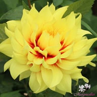 Dazzling Sun Dahlia Tuber
