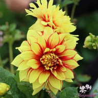 Dazzling Sun Dahlia Tuber