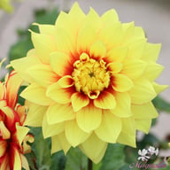 Dazzling Sun Dahlia Tuber