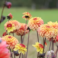 Dear Alexander Dahlia Tuber