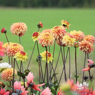 Dear Alexander Dahlia Tuber