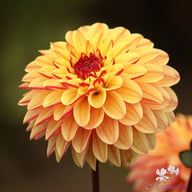 Dear Alexander Dahlia Tuber