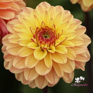 Dear Alexander Dahlia Tuber