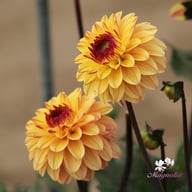 Dear Alexander Dahlia Tuber