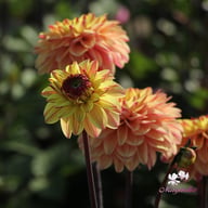 Dear Alexander Dahlia Tuber