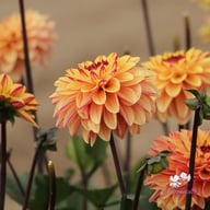Dear Alexander Dahlia Tuber