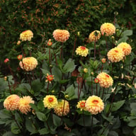 Dear Alexander Dahlia Knöl