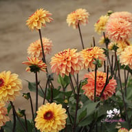 Dear Alexander Dahlia Tuber