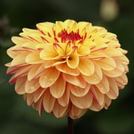 Dear Alexander Dahlia Knöl