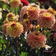Dear Alexander Dahlia Tuber