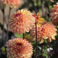 Dear Alexander Dahlia Tuber
